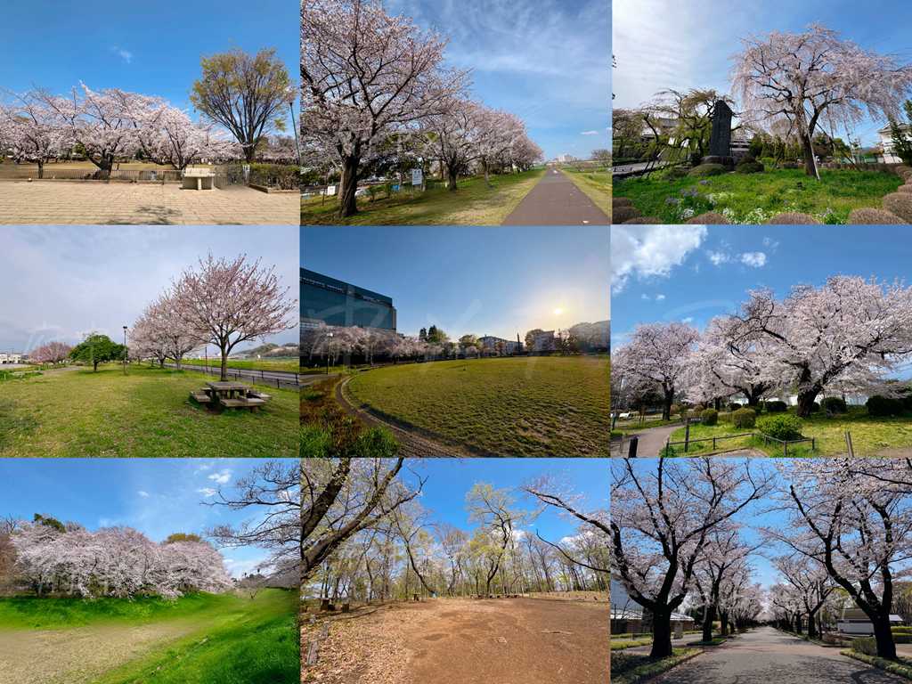 府中　お花見スポット　桜スポット　綺麗　